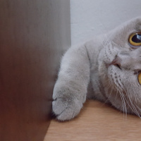 Scottish Fold, Kedi  Pati fotoğrafı