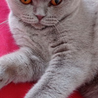 Scottish Fold, Kedi  Pati fotoğrafı