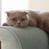 Scottish Fold, Kedi  Pati fotoğrafı