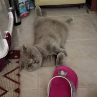 Scottish Fold, Kedi  Pati fotoğrafı