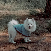 Pomeranyalı, Köpek  Zeus fotoğrafı