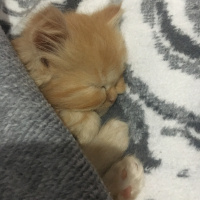 İran Kedisi (Persian), Kedi  Şeftali fotoğrafı