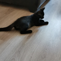 Tekir Kedi, Kedi  Münir fotoğrafı