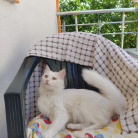 Ankara Kedisi, Kedi  Pamuk fotoğrafı