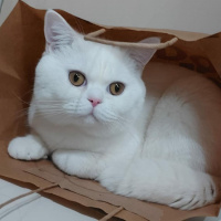 British Shorthair, Kedi  Bulut fotoğrafı