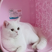 British Shorthair, Kedi  Bulut fotoğrafı