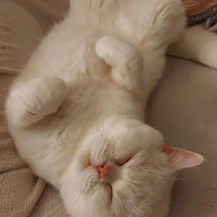 British Shorthair, Kedi  Bulut fotoğrafı