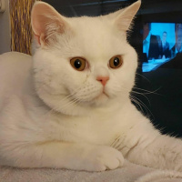 British Shorthair, Kedi  Bulut fotoğrafı