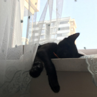 Tekir Kedi, Kedi  Karam fotoğrafı