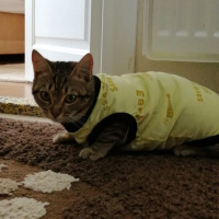 Tekir Kedi, Kedi  Pika fotoğrafı