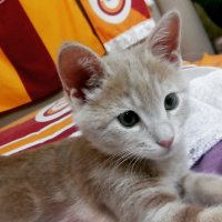 Tekir Kedi, Kedi  Mami fotoğrafı