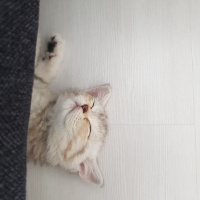 British Shorthair, Kedi  Eva fotoğrafı