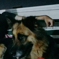 Alman Çoban Köpeği, Köpek  Puffy (Pafi) fotoğrafı
