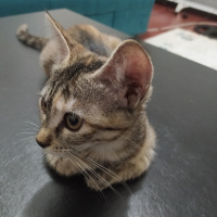 Tekir Kedi, Kedi  Toffie fotoğrafı