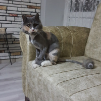 Norwegian Forest, Kedi  Lokum fotoğrafı