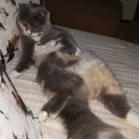 Norwegian Forest, Kedi  Lokum fotoğrafı