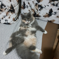 Norwegian Forest, Kedi  Lokum fotoğrafı