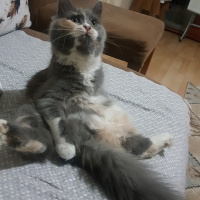 Norwegian Forest, Kedi  Lokum fotoğrafı