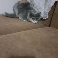 Norwegian Forest, Kedi  Lokum fotoğrafı