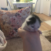 Tekir Kedi, Kedi  Cici fotoğrafı