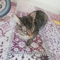 Tekir Kedi, Kedi  Nata fotoğrafı