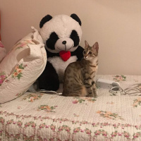 Tekir Kedi, Kedi  LİLİ fotoğrafı