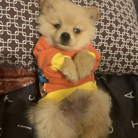 Pomeranyalı, Köpek  Taco fotoğrafı