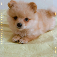 Pomeranyalı, Köpek  Taco fotoğrafı