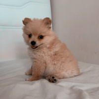 Pomeranyalı, Köpek  Taco fotoğrafı