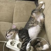 Tekir Kedi, Kedi  Pişi fotoğrafı