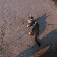 Tekir Kedi, Kedi  Pişi fotoğrafı