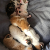 Tekir Kedi, Kedi  isimsiz fotoğrafı