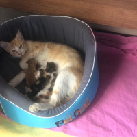 Tekir Kedi, Kedi  isimsiz fotoğrafı