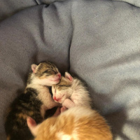 Tekir Kedi, Kedi  isimsiz fotoğrafı