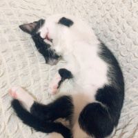 Tekir Kedi, Kedi  Oreo fotoğrafı