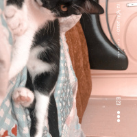 Tekir Kedi, Kedi  Oreo fotoğrafı