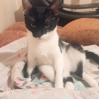 Tekir Kedi, Kedi  Oreo fotoğrafı