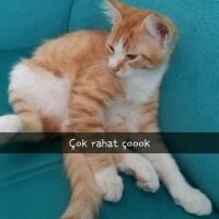 Tekir Kedi, Kedi  Pofuduk aciiiiil fotoğrafı