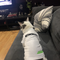 Tekir Kedi, Kedi  Totoro fotoğrafı