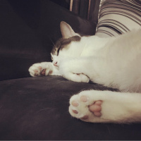 Tekir Kedi, Kedi  Totoro fotoğrafı