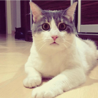 Tekir Kedi, Kedi  Totoro fotoğrafı