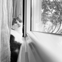 Tekir Kedi, Kedi  Totoro fotoğrafı