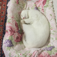 Ankara Kedisi, Kedi  Dori fotoğrafı