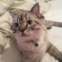 British Shorthair, Kedi  Toby fotoğrafı
