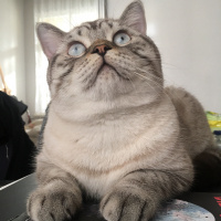 British Shorthair, Kedi  Toby fotoğrafı