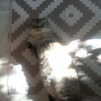 British Shorthair, Kedi  Toby fotoğrafı