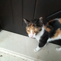 Tekir Kedi, Kedi  Handan fotoğrafı