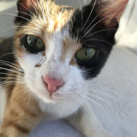 Tekir Kedi, Kedi  Prenses fotoğrafı