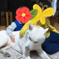 Sibirya Kurdu (Husky), Köpek  Asil fotoğrafı