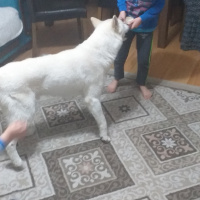 Sibirya Kurdu (Husky), Köpek  Asil fotoğrafı